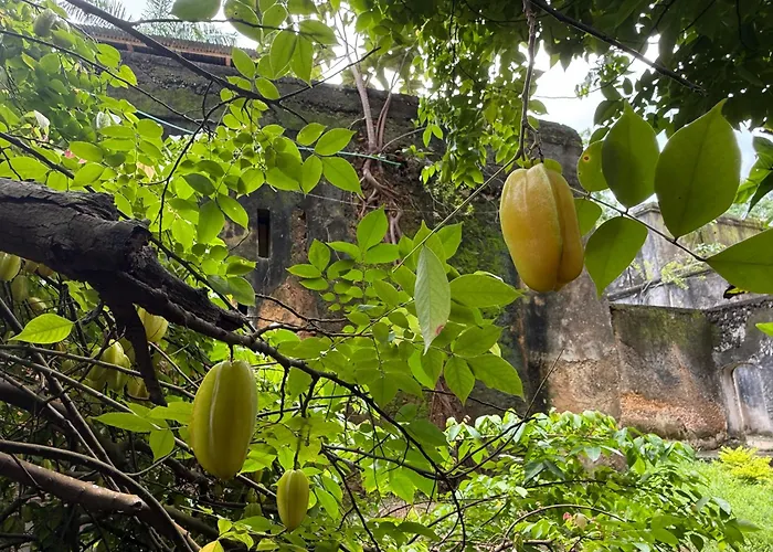 Mbweni Ruins & Gardens Previously Jungle Paradise