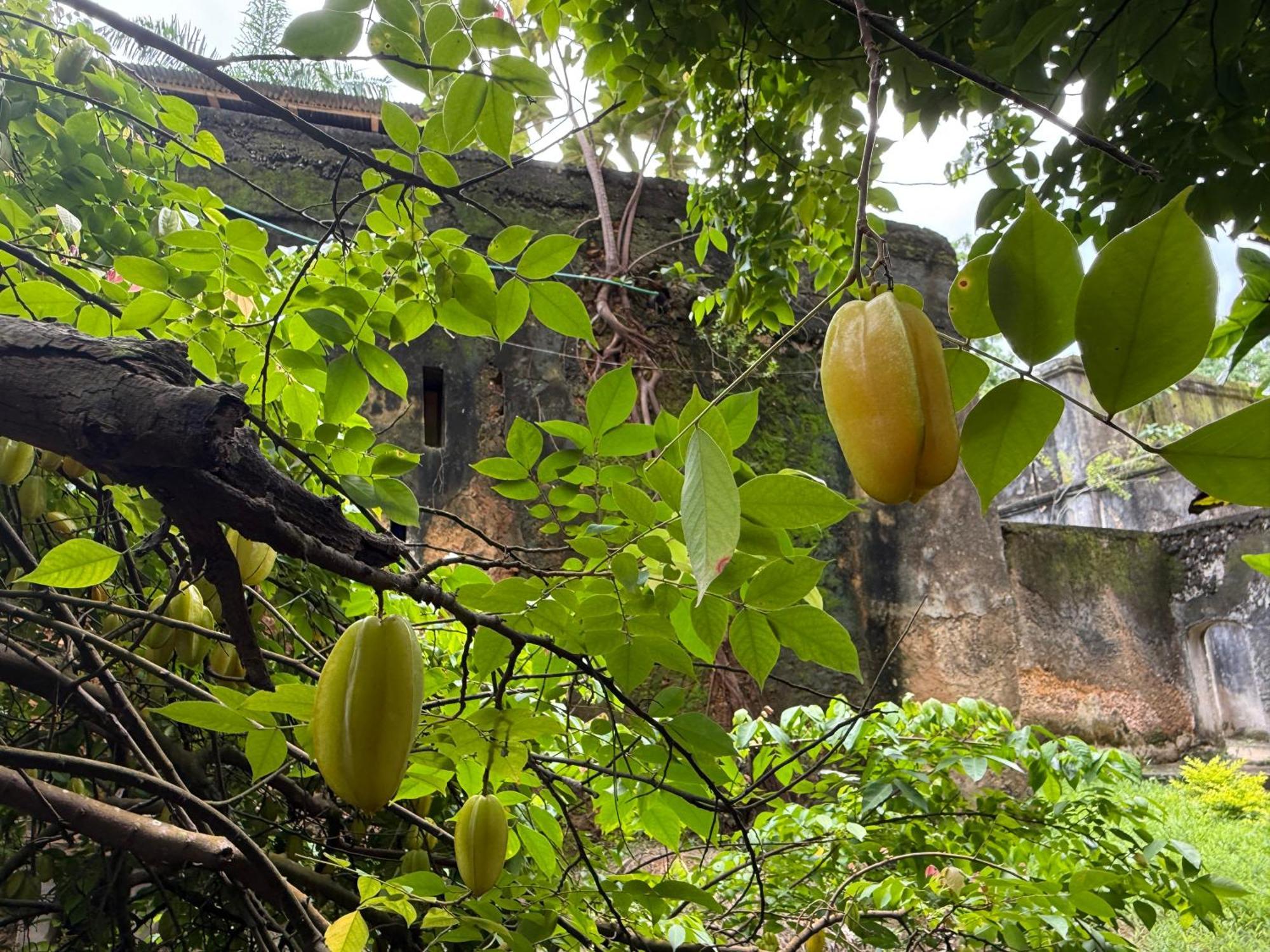 Mbweni Ruins & Gardens Previously Jungle Paradise Готель 4*