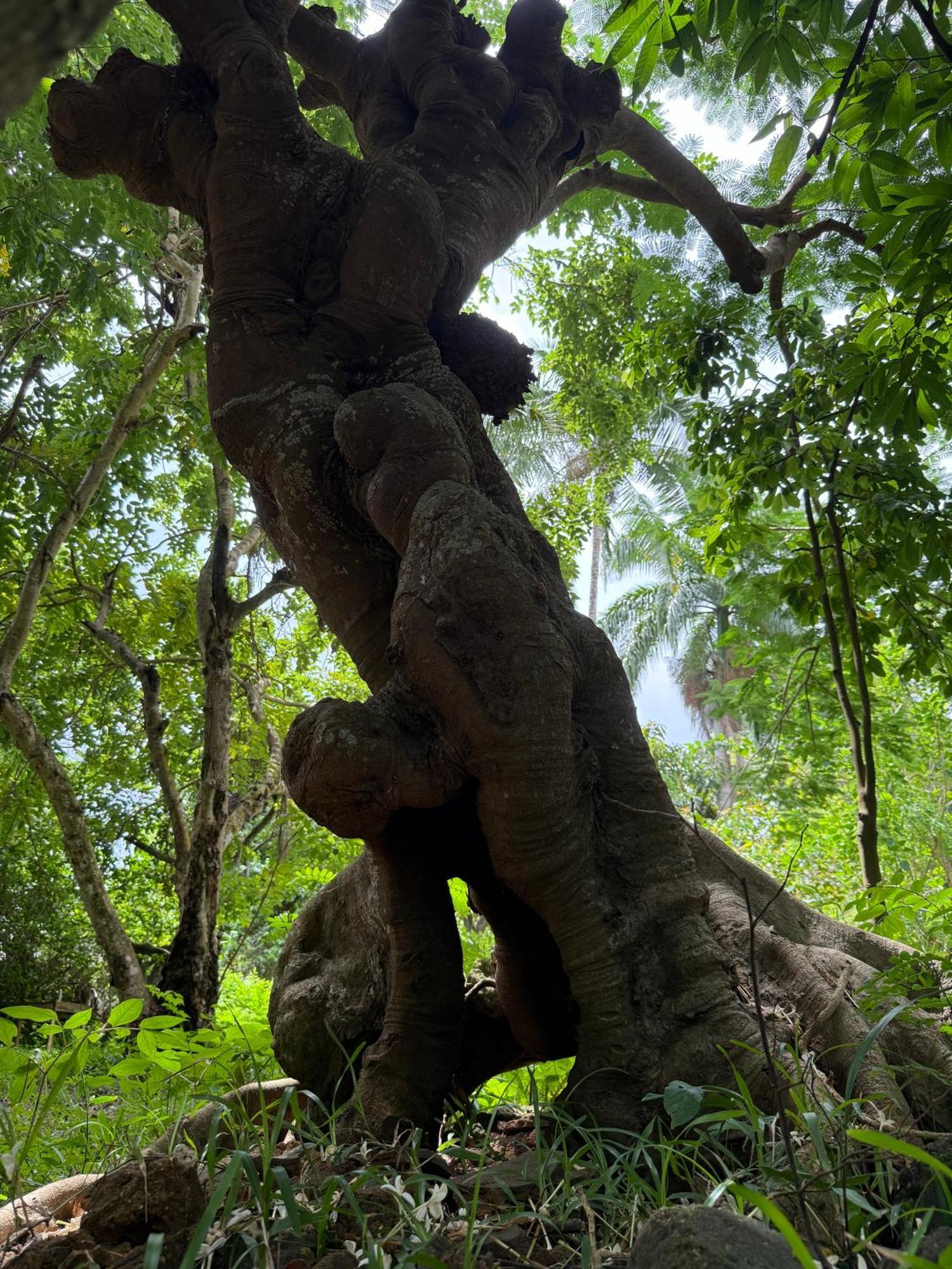 Mbweni Ruins & Gardens Previously Jungle Paradise Занзібар